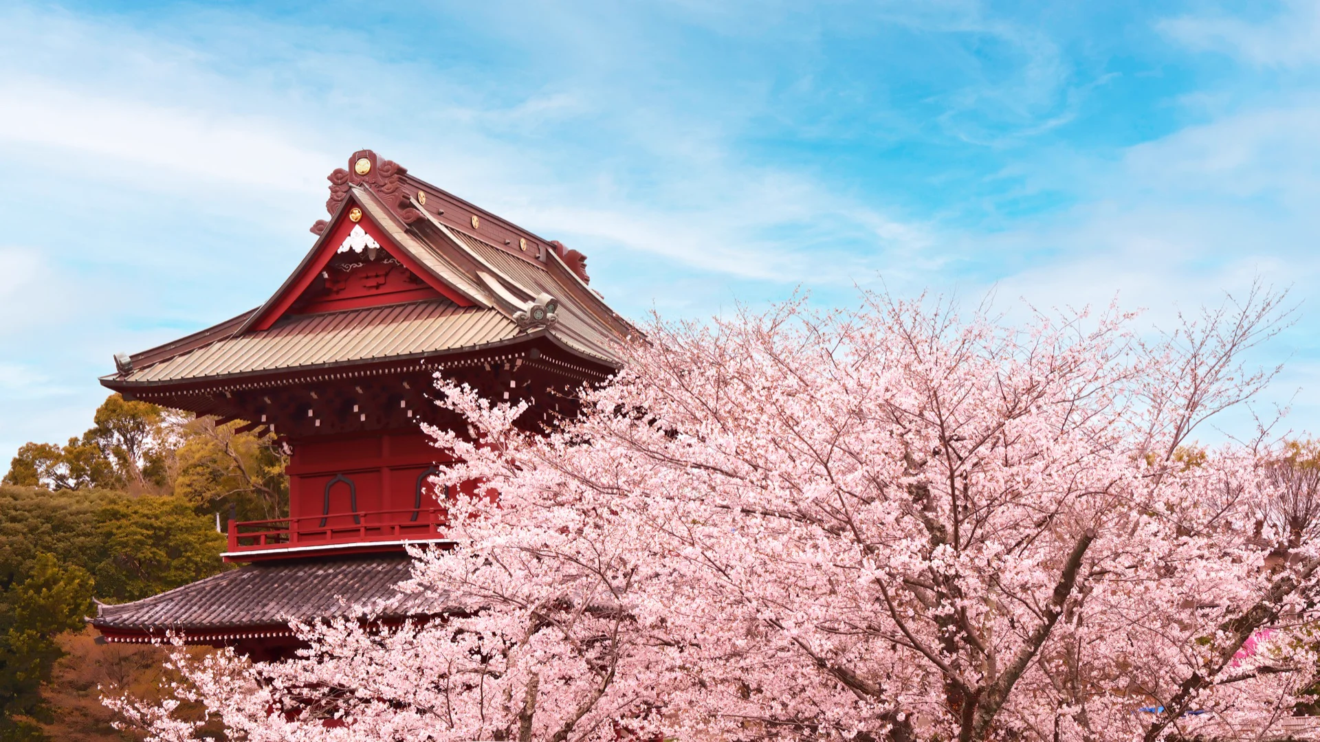 満開の桜と山門